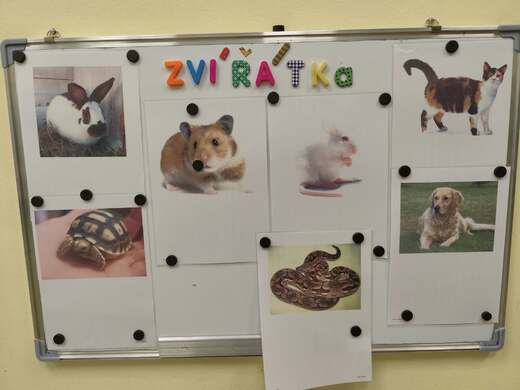 Týdenní téma - domácí zvířátka